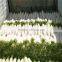 New crop fresh radish from Shandong