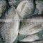 Frozen Tilapia Whole Round Fish