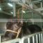 high safety standard cattle guiding system for cattle abattoir plant