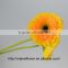 Promotional Fresh Gerbera Fresh Cut Flowers yelloew Gerbera As A Gift - Champagne