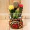 mini colorful flowering plants cactus