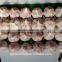 2015 new crop of fresh garlic