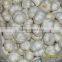 china fresh white garlic in bag or carton