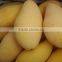 Namdokmai Fresh Golden Mango Grade A 300-400 G Loose Pack From Thailand