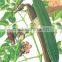 GMP Natural High Quality Chrysin 98% by HPLC