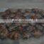 VENERUPIS VARIEGATA FROZEN BABY CLAM WITH SHELL