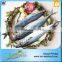 Frozen Live Fish Horse Mackerel
