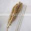 Gu sui Manufacturer Wholesale Chinese yellow/red millet sprays