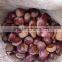 Chinese Chestnut