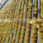apricot puree