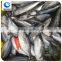 frozen seafood bonito tuna fish exporters
