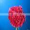 Wholesale Most Popular Good Quality Carnation Cut Fresh Flowers Carnation