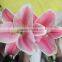 Elegant in smell classical 2015 cheap fresh lilies