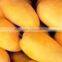 Fresh Pakistani Mango with Approved EU Quality Standards