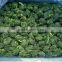 Wholesale iqf frozen spinach prices from China