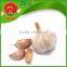 Yunnan factory Fresh White Garlic
