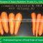Carrot export from China