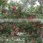 Huaniu apple/Red mature huaniu apple factory