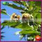 2015 New Crop Yanshan Chinese Harvesting Fresh Chestnuts