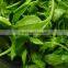 Andrographis Paniculata Extract Andrographolide from GMP Manufacturer