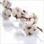Raw cotton s6