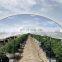 Uv Stabilized Anti Hail Nets Anti Hail Net Anti Hail Protection Net Hdpe