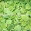 2021 New Crop Fresh Frozen Celtuce IQF Stem Lettuce