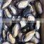 china IQF frozen half shell mussel