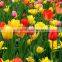 Top grade OEM decoration tulip flower