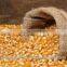 MAIZE / CORN