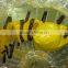 best quality zorb balls at best price