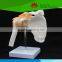 High quality for Medical education Life-size Shoulder joint with ligaments
