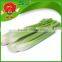 Fresh Vegetables, Lettuce, Cabbage, Carrot, Eggplant, Tomato, Cucamber, CeleryOnion
