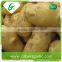 Bulk Fresh Potato