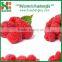 Chinese Fresh Frozen Raspberry