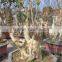 Lagerstroemia Indica L. Nursery