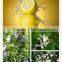 Best quality herb extraction equipment for sale