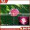 Beautiful Solar Red Rose Flower Stake Outdoor Yard Decor Led Lamp Great Gift Garden Decoration Led Landscape Light