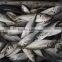 Frozen horse mackerel W/R fish