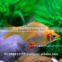Golden Tiger Barb Fish For Sale and Export