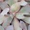 Succulent Plant Echeveria Afterglow, Decorative Plants Echeveria, Succulent Plants, Tropical Plants