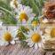 Pure Chamomile oil