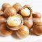 Full automatic macadamia nut opening machine/macadamia nut cracker machine