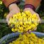 100% Natural Daisy flower tea/Hrysanthemum flower from Vietnam