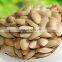 DRIED PUMPKIN SEED FROM FRESH PUMPKIN WITH HIGH QUALITY  in Bulk Price for south africa