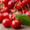 Cherry Kernel Oil
