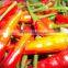 Fresh small chili