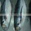 Good price seafood frozen horse mackerel WR on sale