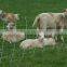 Football Field Fence or Farm Guard Field Fence With Heavy Duty