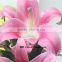 Colorful Factory Direct Supply Fragrant Flower Fresh Lily With 1.7~3.5KG/Bundle Natural Trumpet Flower Flower Named As Fresh Cut